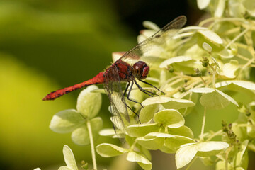 Libellule rouge sur un hortensia