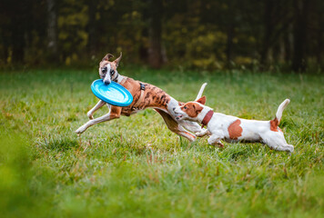 Two athletic and cheerful dogs playing in the park with light blue frisbee disc. White and fawn...