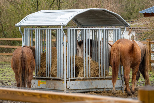 Horses eating fourage at hay rack 