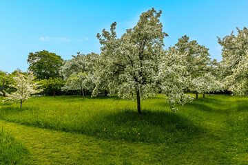 A view across a plum orchard in flower in Derbyshire, UK on a sunny summer day