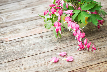 Bouquet of pink flowers. Heart-shaped flowers. Bleeding heart flowers (Dicentra spectabils). Vintage floral background.
