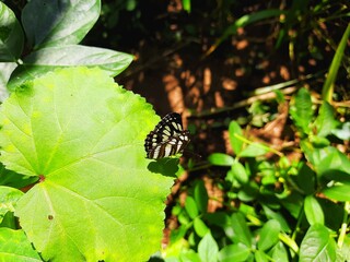 Beautiful butterfly on a leaf