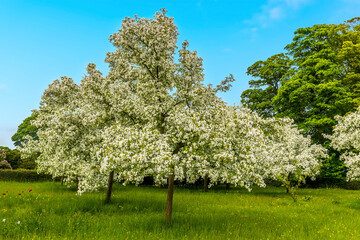 Fototapeta na wymiar A plum tree in an orchard bursting into flower in Derbyshire, UK on a sunny summer day