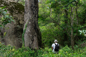 White man walking near a big tree and a big boulder. He is in a rainforest.