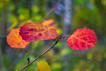 An aspen branch with bright red autumn leaves close-up.