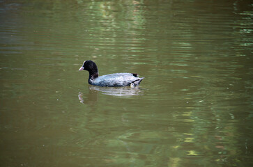 Poule d'eau sur l'étang .
