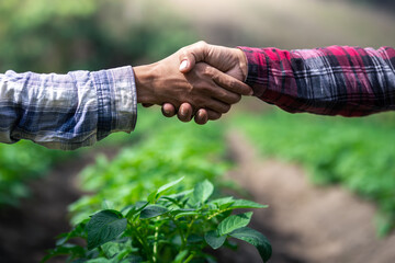 Hands of two farmer shaking hands on potato leaves.