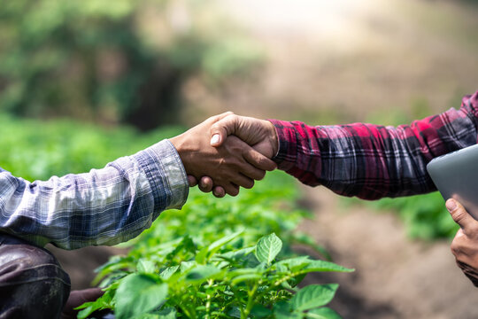 Close up hands of two farmer shaking hands on potato leaves.