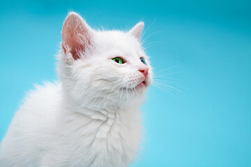 Portrait of small white kitten with blue and green eyes on blue background looking sideways.