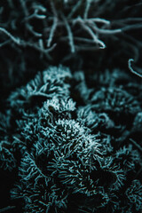Frozen plant nature in the winter