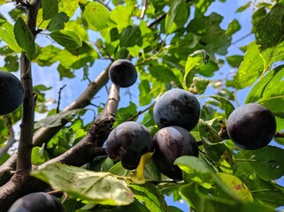Plums on tree.