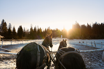 landscape with horses and snow - obrazy, fototapety, plakaty