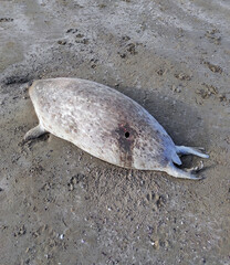 Dead, killed Caspian seal on the beach