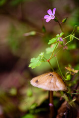 mushroom in forest