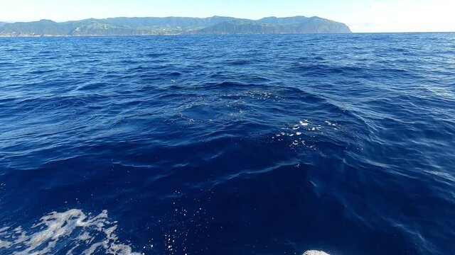 dolphin sighting from a boat in the azores islands