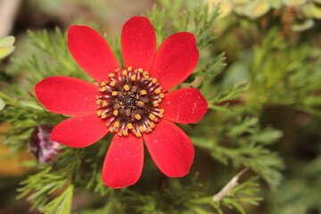Red tiny flower.