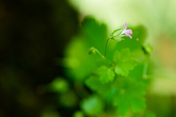 Fototapeta premium flower. alone flower in the forest