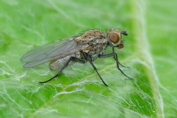 Seedcorn Maggot (Delia platura)