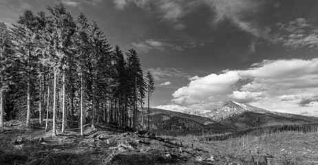 Slawakia moutains, Europe weather, 
wind, storm, disaster, uprooted trees,