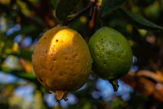 Fruta de guayaba madura, cosecha de fruta