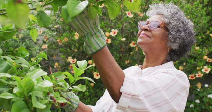 Senior african american woman wearing gardening gloves cutting tree in the garden