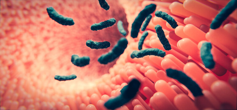 Darmschleimhaut und Darmzotten mit Darmbakterien: Konzept Darmflora oder Mikrobiotik