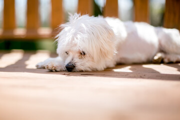 A scruffy white Maltese dog sleeping outdoors