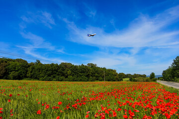 Airplane in blue sky over poppy field