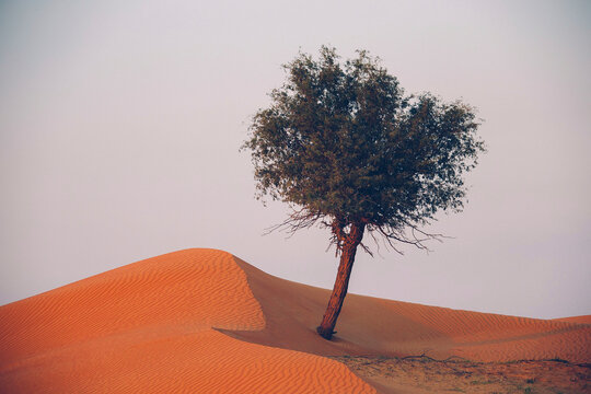 The Desert in Ras al Khaimah, United Arab Emirates, Asia