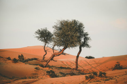The Desert in Ras al Khaimah, United Arab Emirates, Asia