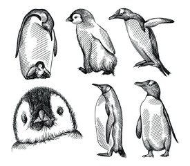 Hand drawn sketch of set of penguins on a white background.  Madagascar penguins. Adult penguin with baby penguin, penguin trying to fly, penguin face © alya_haciyeva
