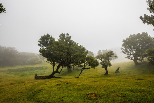 The Laurisilva Forest Fanal, Madeira, Portugal, Europe