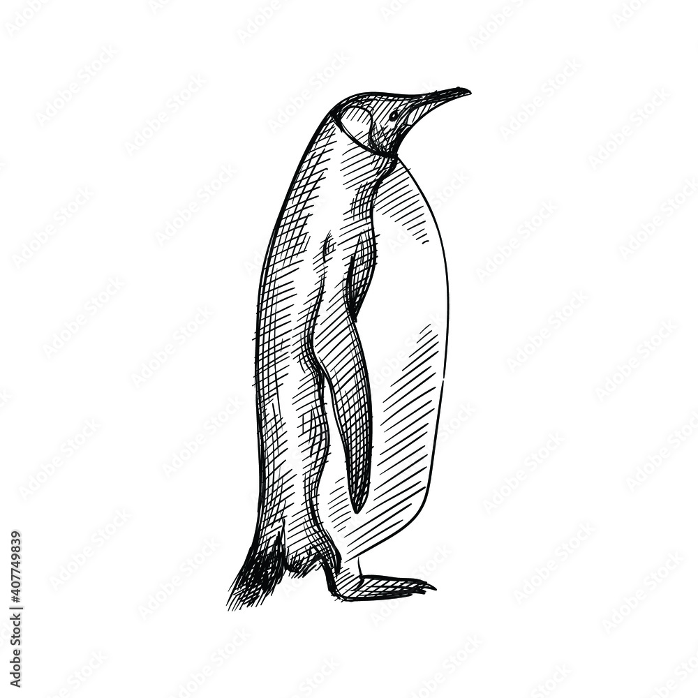 Wall mural Hand drawn sketch of penguin  on a white background. Penguin bird. Madagascar penguins