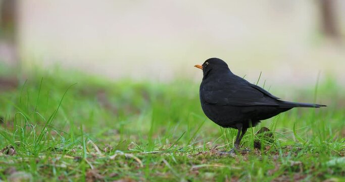 Common blackbird or Turdus merula looking for food on grass. Dark bird in wildlife. Sochi, Russia.