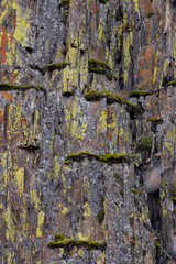 Moss growing on the side of a jagged cliff