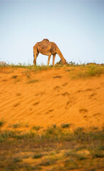 Camels in the Desert, Ras al-Khaimah, United Arab Emirates, Asia