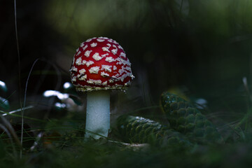 Red fly agarcic with fir cones on dark green background