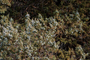 Fototapeta na wymiar Closeup of juniper trees