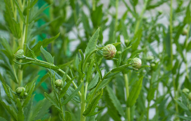 cosmos flowers in the garden