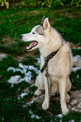 A well-groomed husky sits on the grass, it's time to shed the hair of dogs, a lot of hair around.