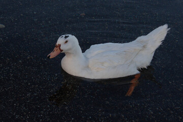 A Curious duck female ( Muscovy ducks  ) swimming and look to camera ,Bracciano Lake ,Italy