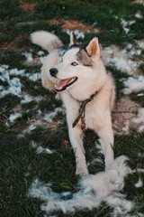 Husky and his fur, the annual shedding of the dog, the change of fur, the dog on the street.