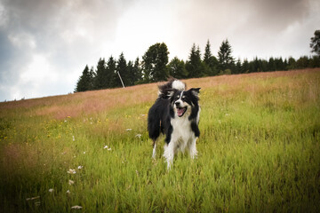 Naklejka na ściany i meble Border collie is jumping in the grass. He is so crazy dog on trip.