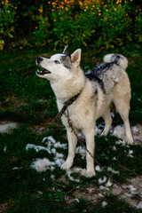 Satisfied and playful dog after combing, husky sheds, lots of old fur.