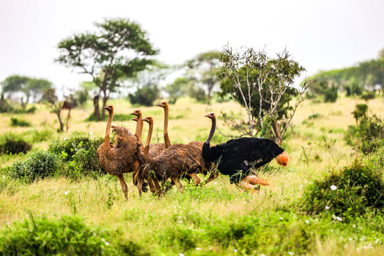 Ostrich in Tsavo East National Park, Kenya, Africa