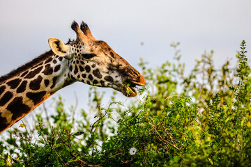 Fototapeta premium Masai Giraffe in Tsavo East Nationalpark, Kenya, Africa