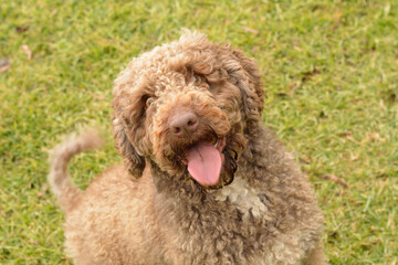 Fototapeta premium perro de agua español
