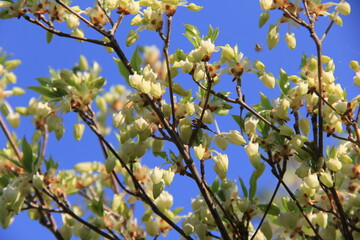 ドウダンツツジの花部分