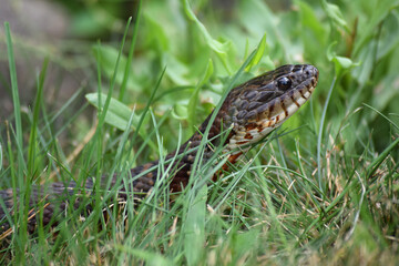 Common Garter Snake in the Grass