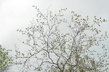 Eine Zeichnung aus viele dünne Zweige mit Knospen und frisch geöffnete hell grüne Blätter auf dem hellen Himmel.